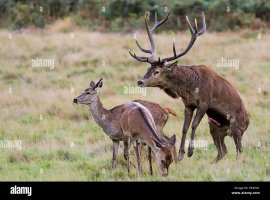 red-deer-accoppiamento-stag-cervo-femmina-richmond-park-regno-unito-pk4hx1.jpg